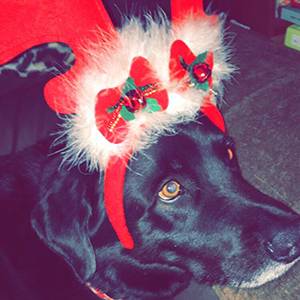 Dewey - black dog with reindeer antler headband